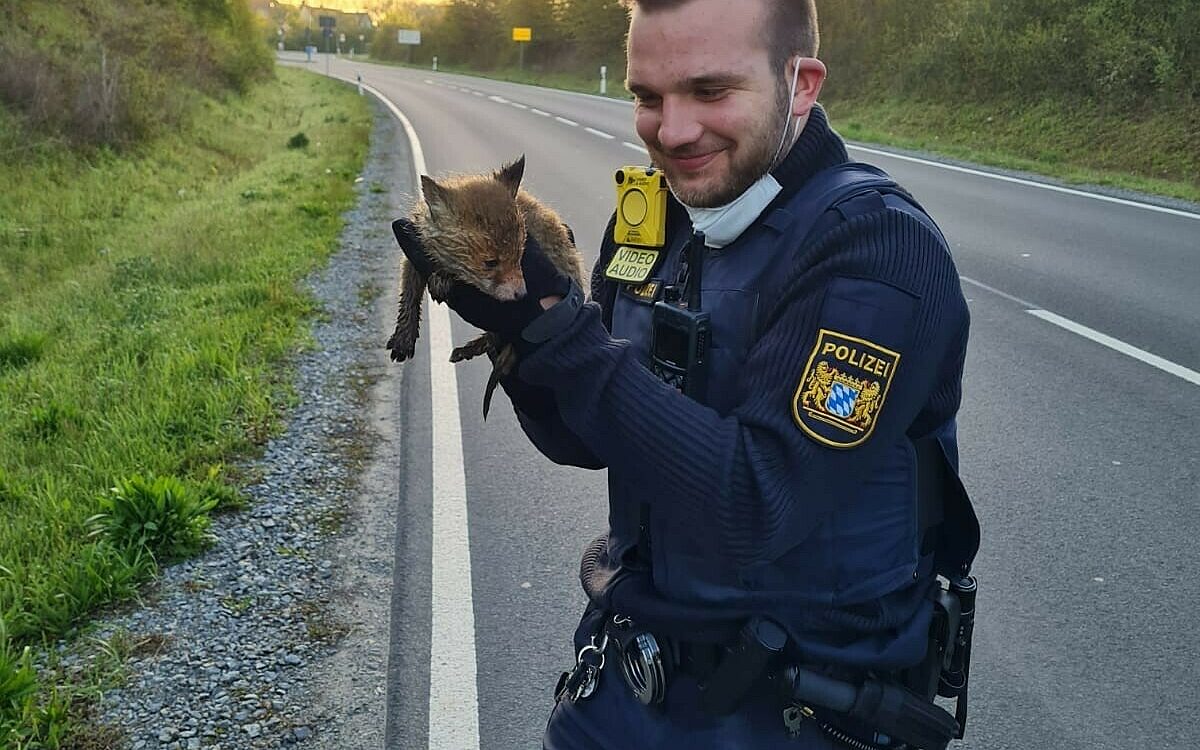 Ein Polizist ohne Maske trägt einen Fuchswelpen in der Hand, er steht an einer Straße, im Hintergrund geht die Sonne auf Ein Polizist ohne Maske trägt einen Fuchswelpen in der Hand, er steht an einer Straße, im Hintergrund geht die Sonne auf